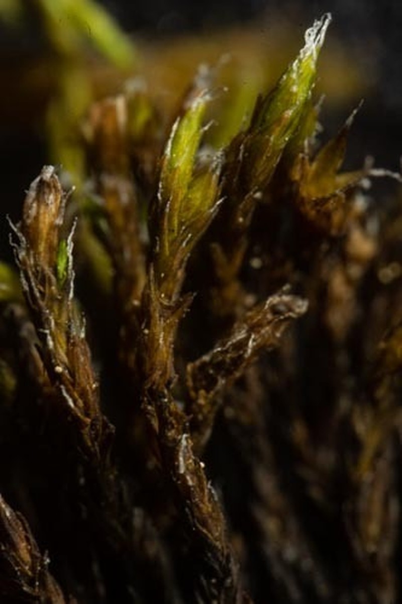 Grimmia Dry Rock Moss