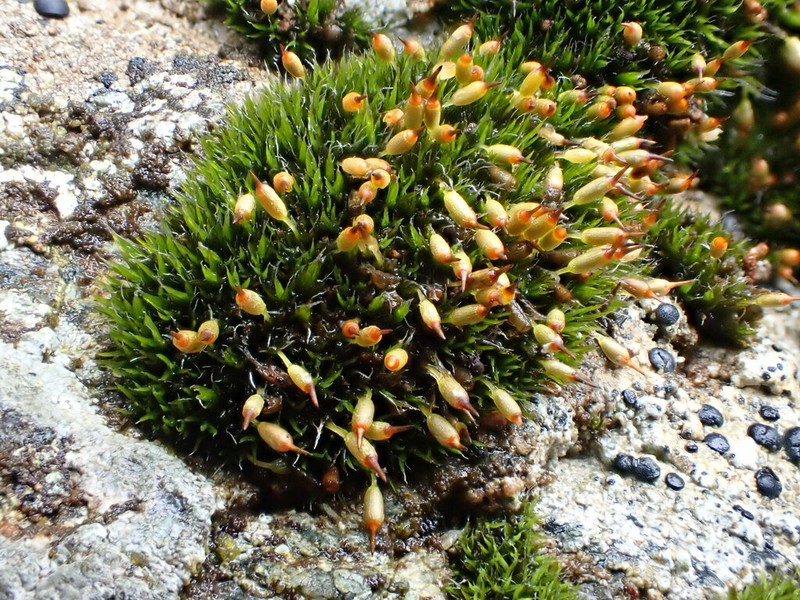 Grimmia Dry Rock Moss photo 2
