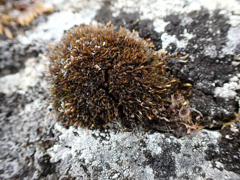 Grimmia Dry Rock Moss photo 3