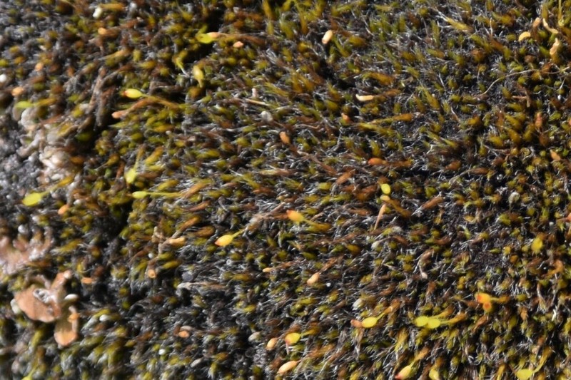 Grimmia Dry Rock Moss photo 4