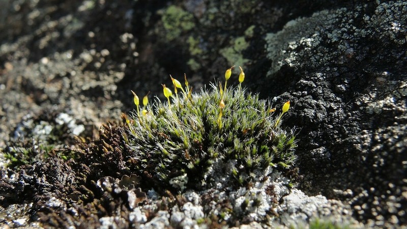 Grimmia Dry Rock Moss photo 5