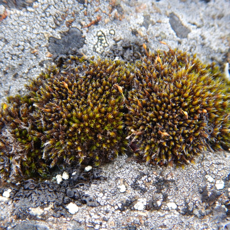 Grimmia Dry Rock Moss photo 6