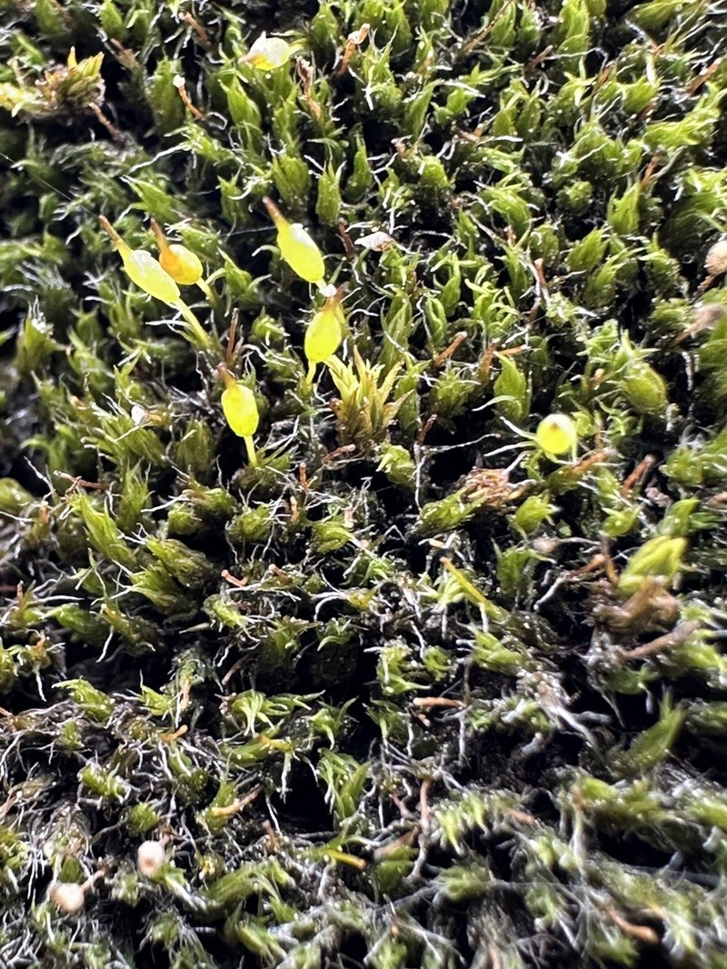 Grimmia Dry Rock Moss photo 7