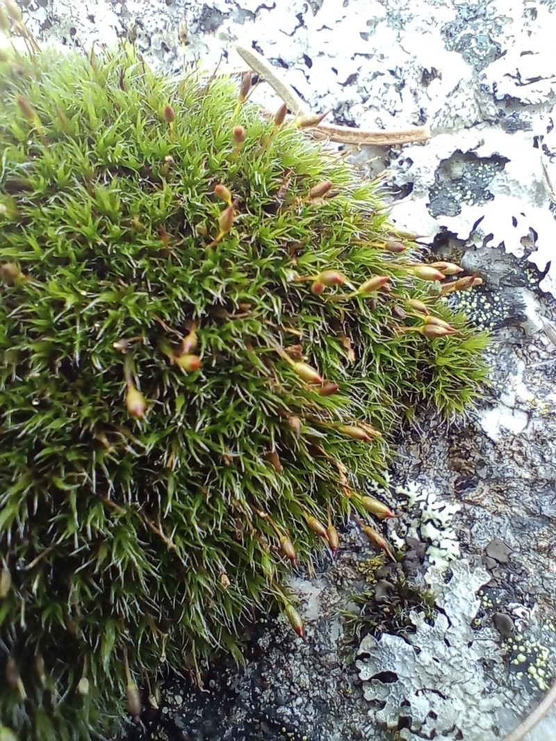 Grimmia Dry Rock Moss photo 8