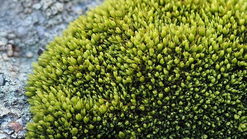 Grimmia Dry Rock Moss