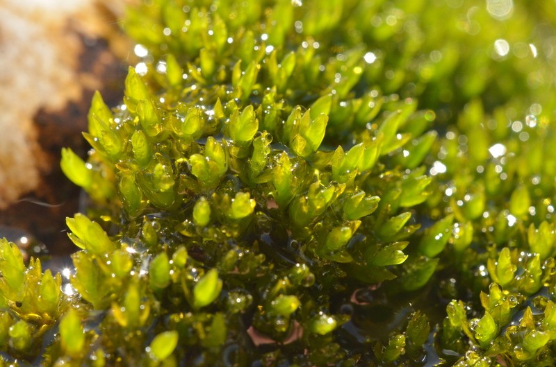 Grimmia Dry Rock Moss photo 2