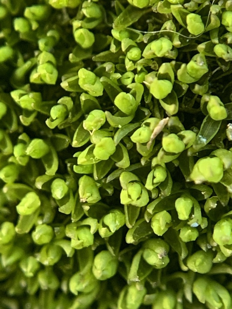 Grimmia Dry Rock Moss photo 3