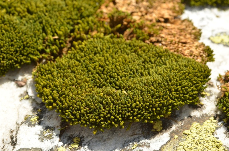 Grimmia Dry Rock Moss photo 4