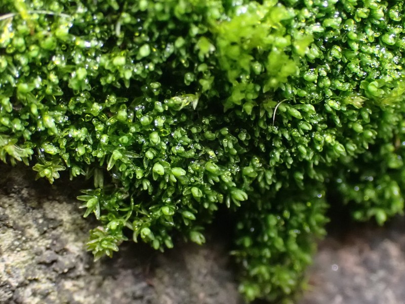 Grimmia Dry Rock Moss photo 5