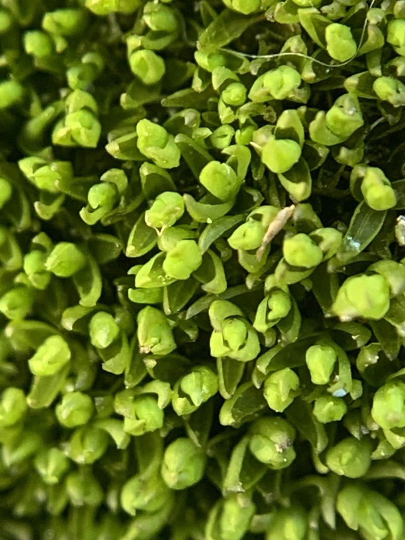 Grimmia Dry Rock Moss photo 6