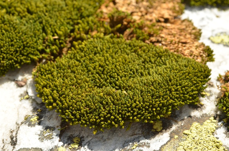 Grimmia Dry Rock Moss photo 7