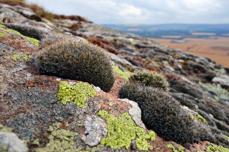 Montane Dry Rock Moss