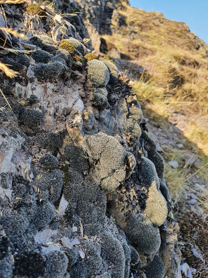 Montane Dry Rock Moss