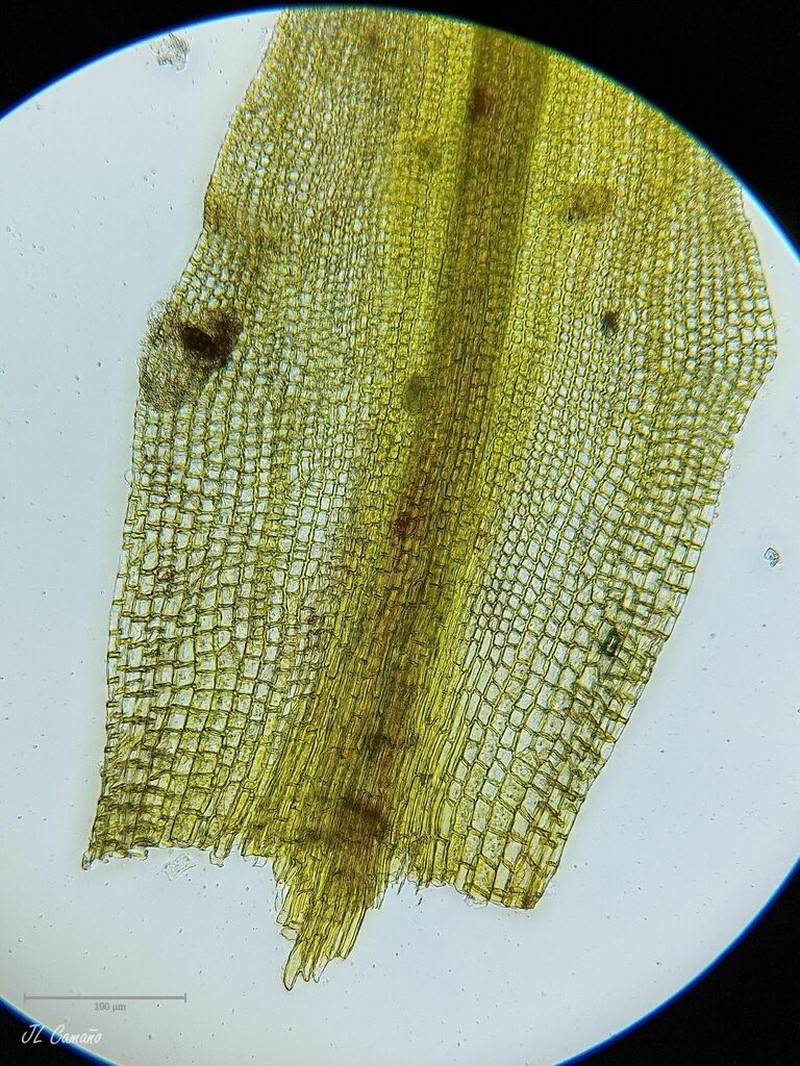 Montane Dry Rock Moss photo 2