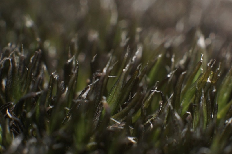 Montane Dry Rock Moss photo 3