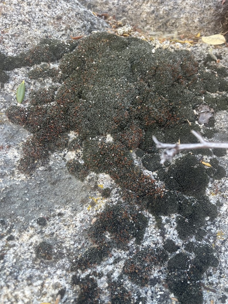 Montane Dry Rock Moss photo 4