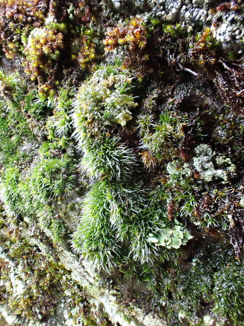 Montane Dry Rock Moss photo 5