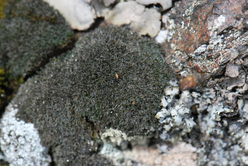 Montane Dry Rock Moss photo 6