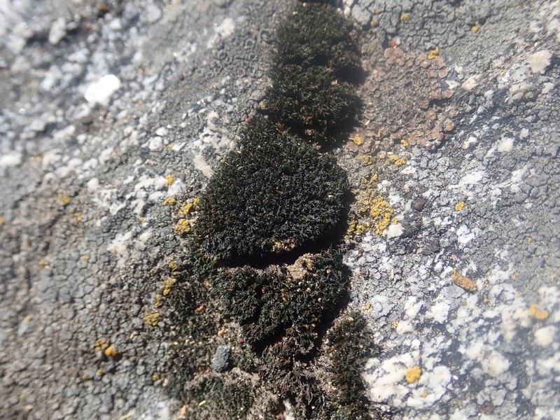 Montane Dry Rock Moss photo 7