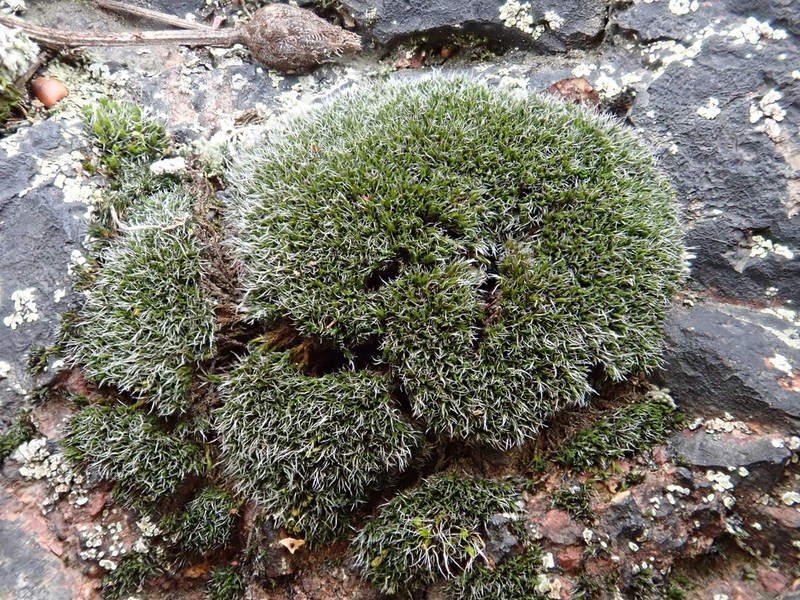 Montane Dry Rock Moss photo 8