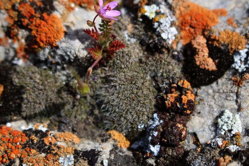 Moxley's Dry Rock Moss