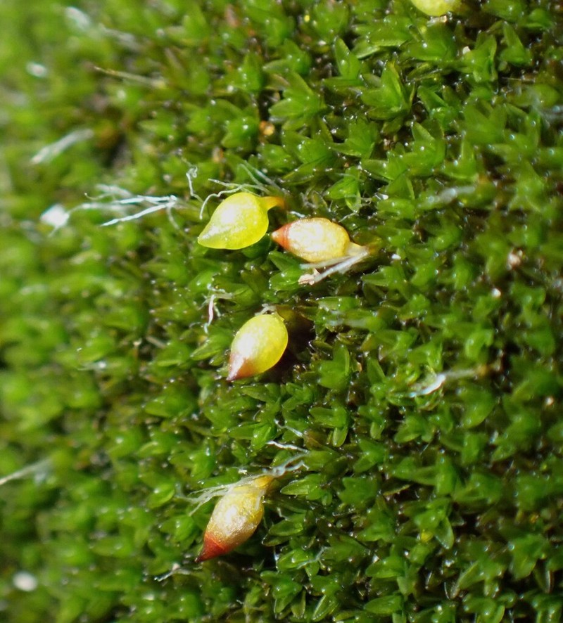 Moxley's Dry Rock Moss photo 2
