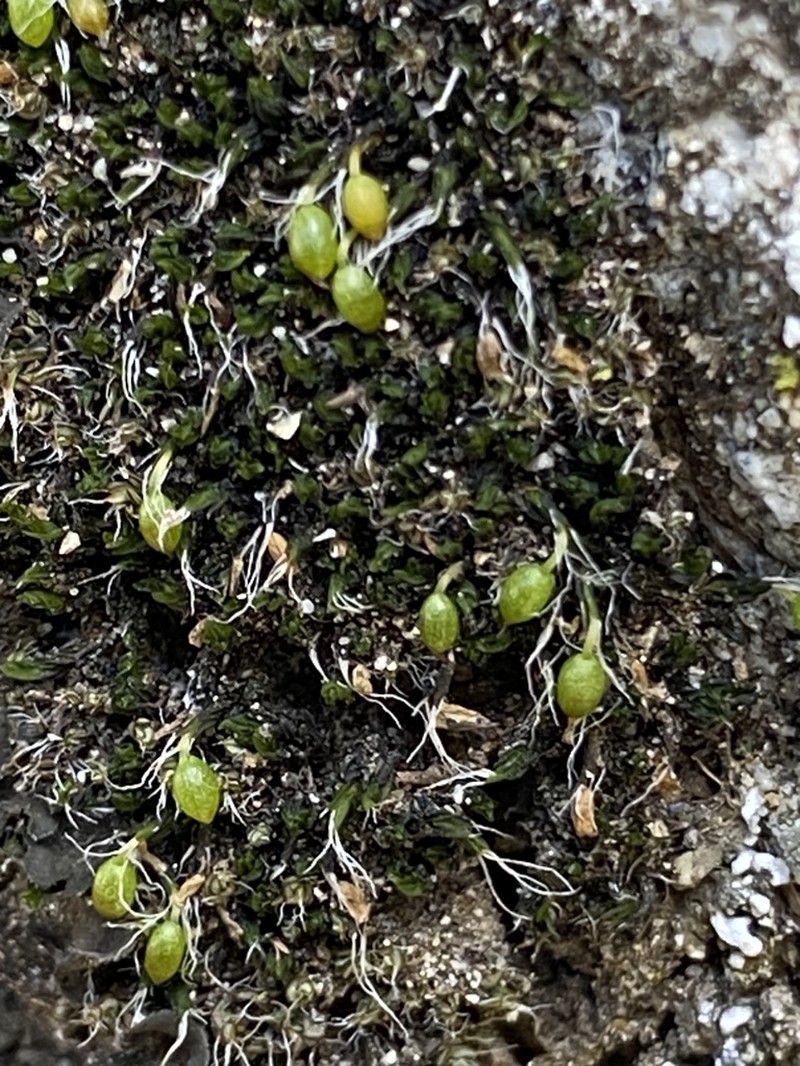 Moxley's Dry Rock Moss photo 3