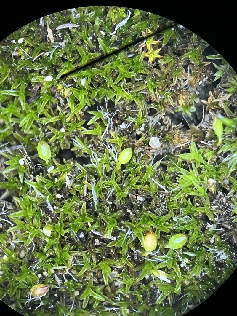 Moxley's Dry Rock Moss photo 4