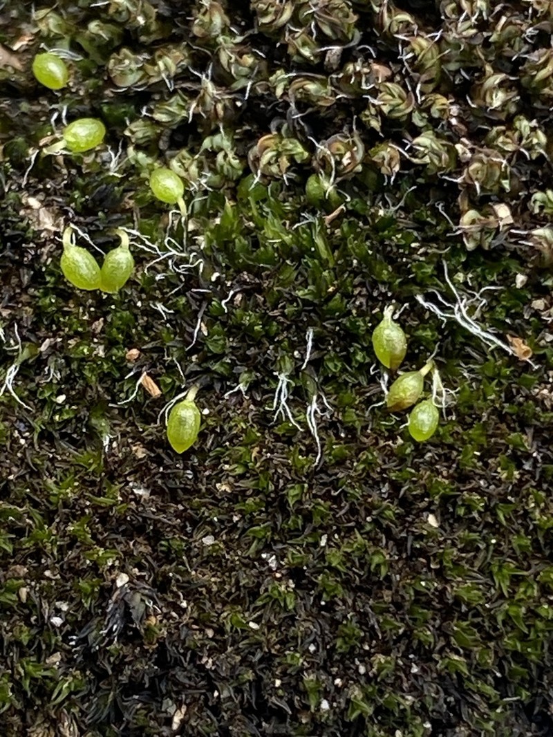 Moxley's Dry Rock Moss photo 5