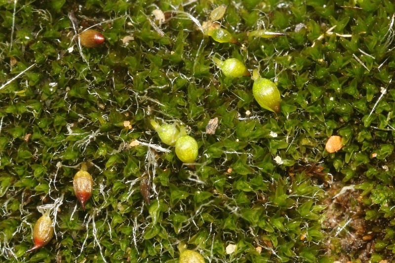 Moxley's Dry Rock Moss photo 6
