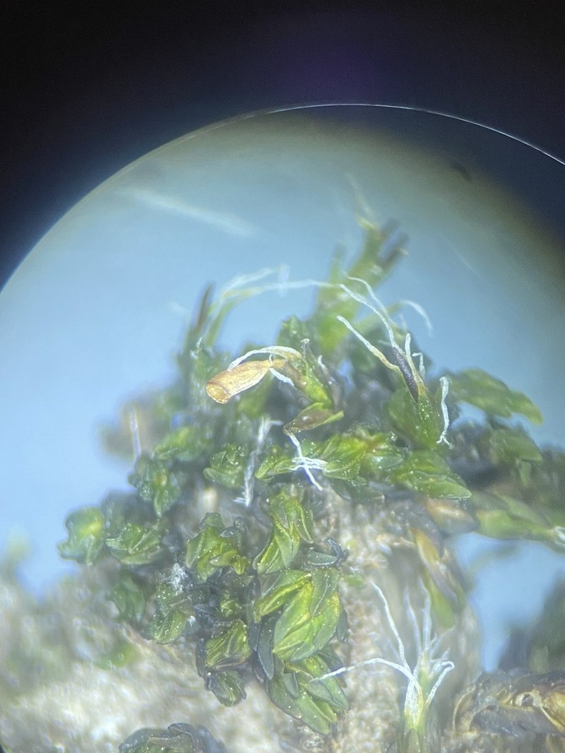 Moxley's Dry Rock Moss photo 7