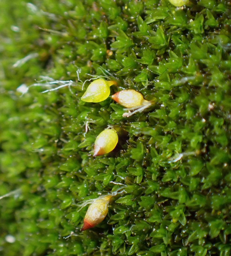 Moxley's Dry Rock Moss photo 8