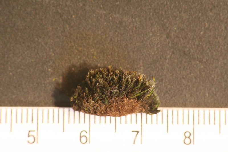 Olney's Dry Rock Moss