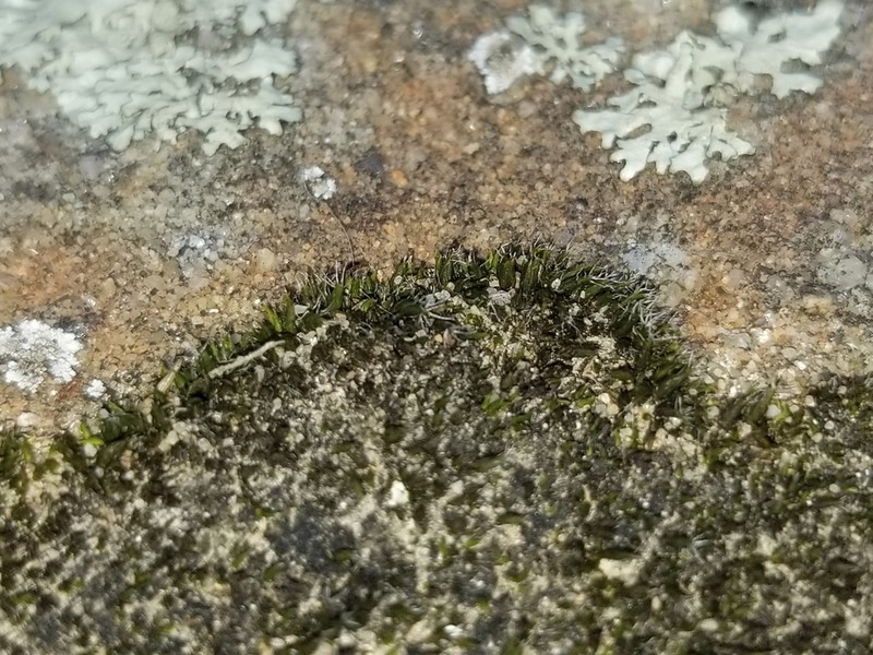 Olney's Dry Rock Moss photo 2