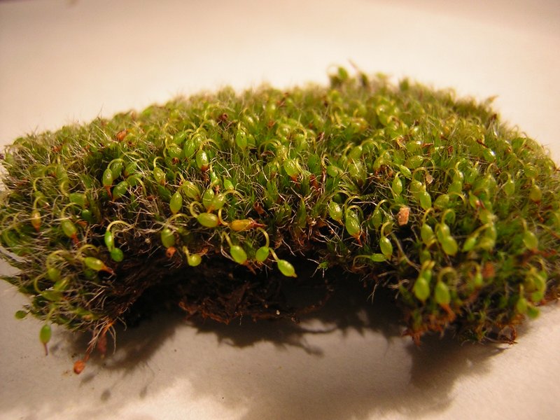 Orb Dry Rock Moss