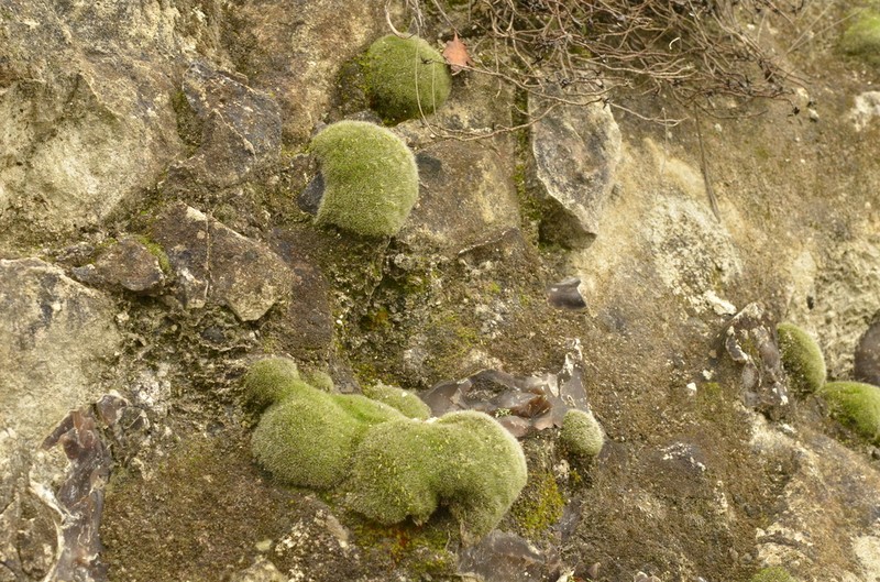 Orb Dry Rock Moss