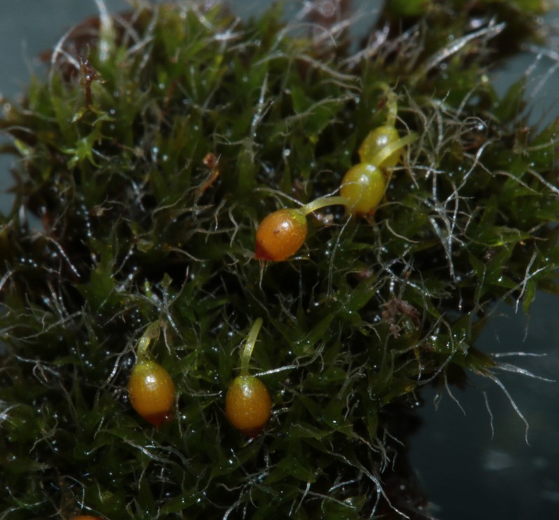 Orb Dry Rock Moss photo 2