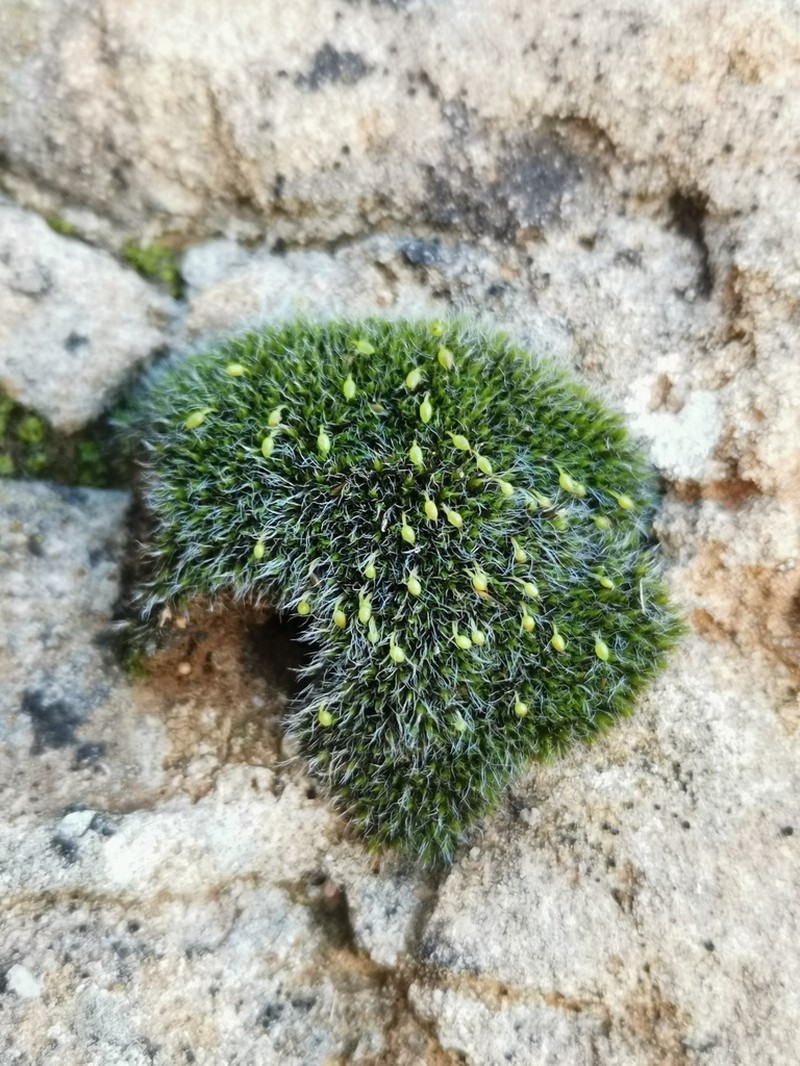 Orb Dry Rock Moss photo 3