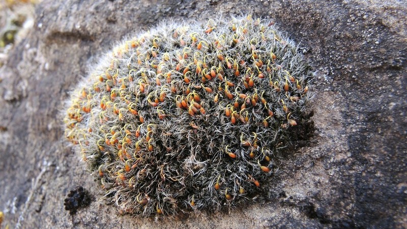 Orb Dry Rock Moss photo 4