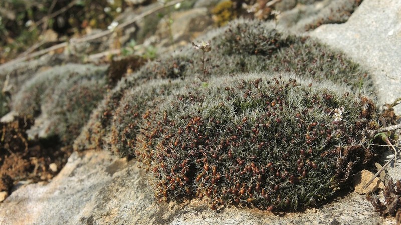 Orb Dry Rock Moss photo 5