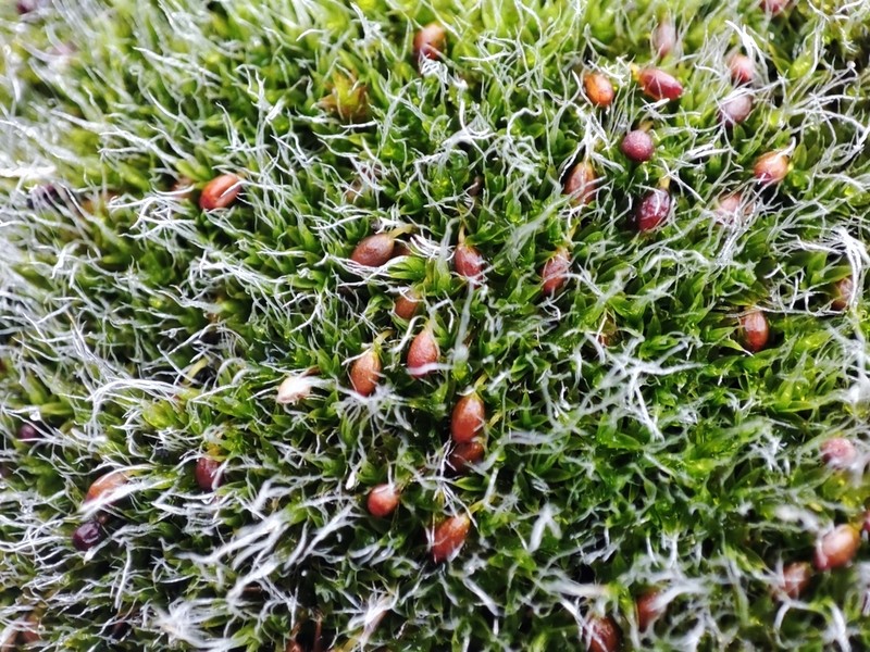Orb Dry Rock Moss photo 6