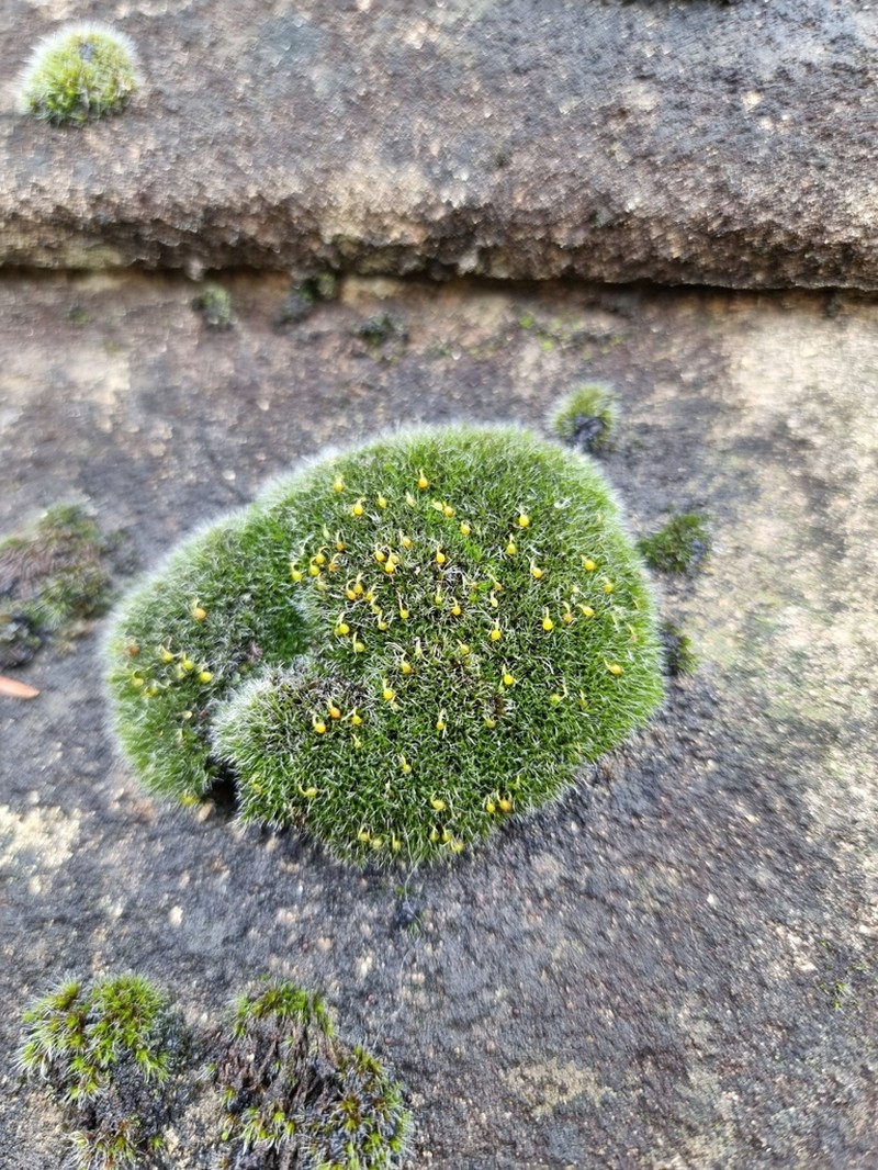 Orb Dry Rock Moss photo 7