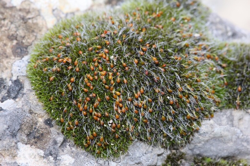 Orb Dry Rock Moss photo 8