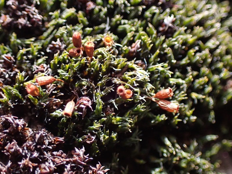 Oval Dry Rock Moss