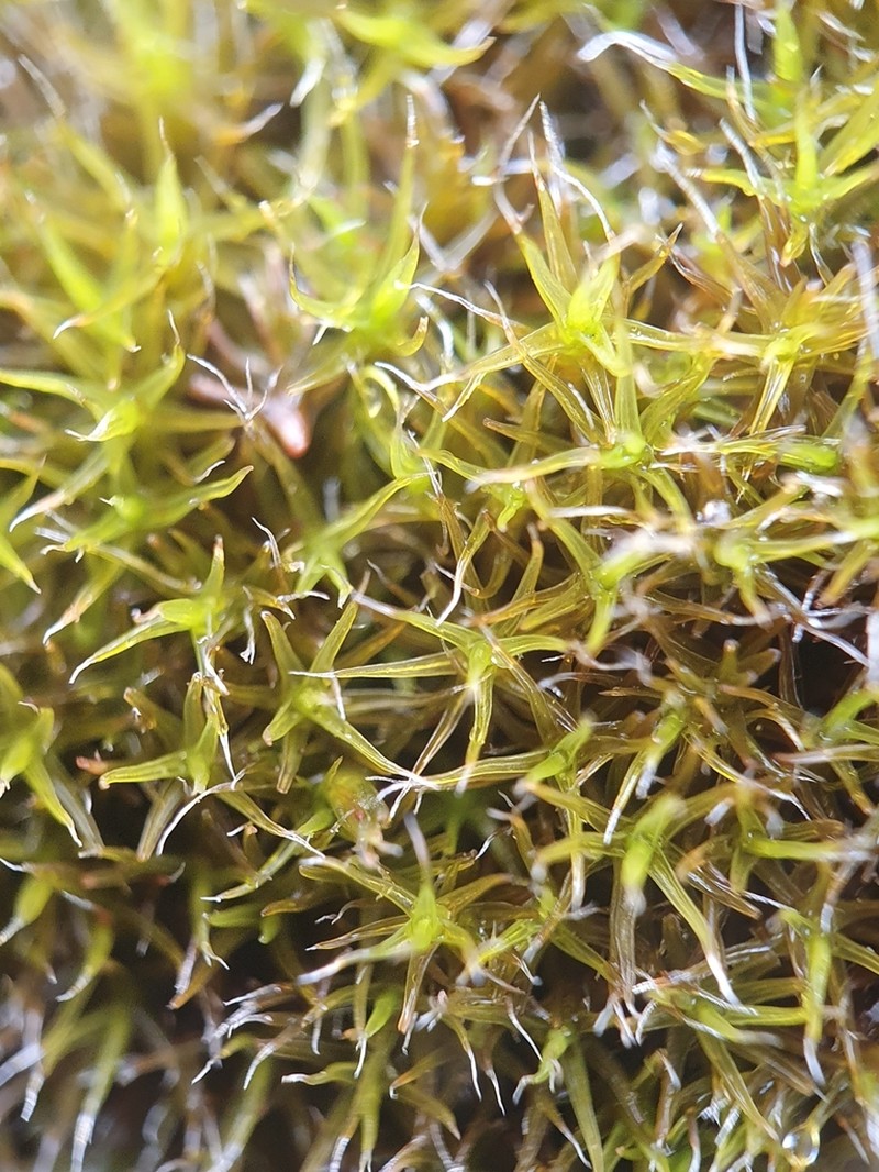 Oval Dry Rock Moss photo 2