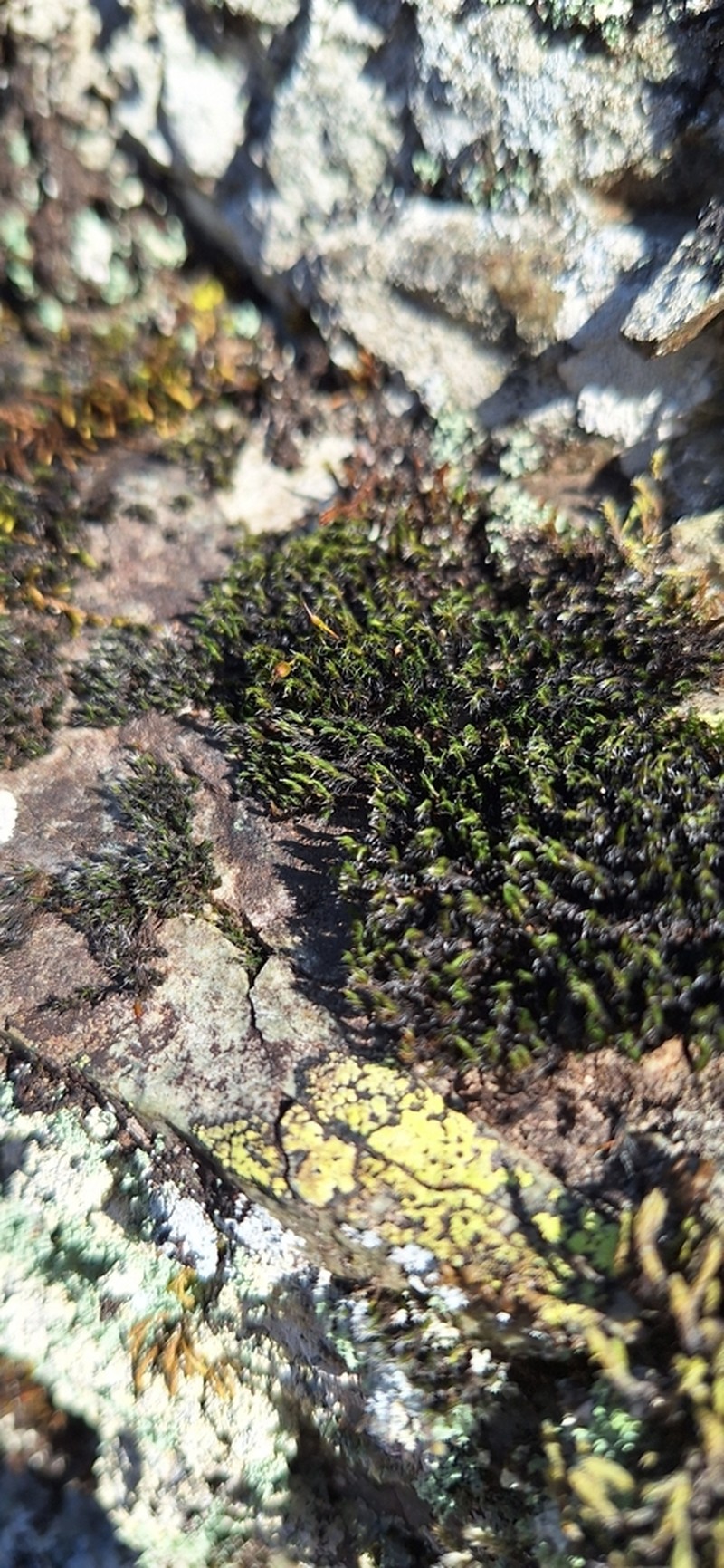Oval Dry Rock Moss photo 3