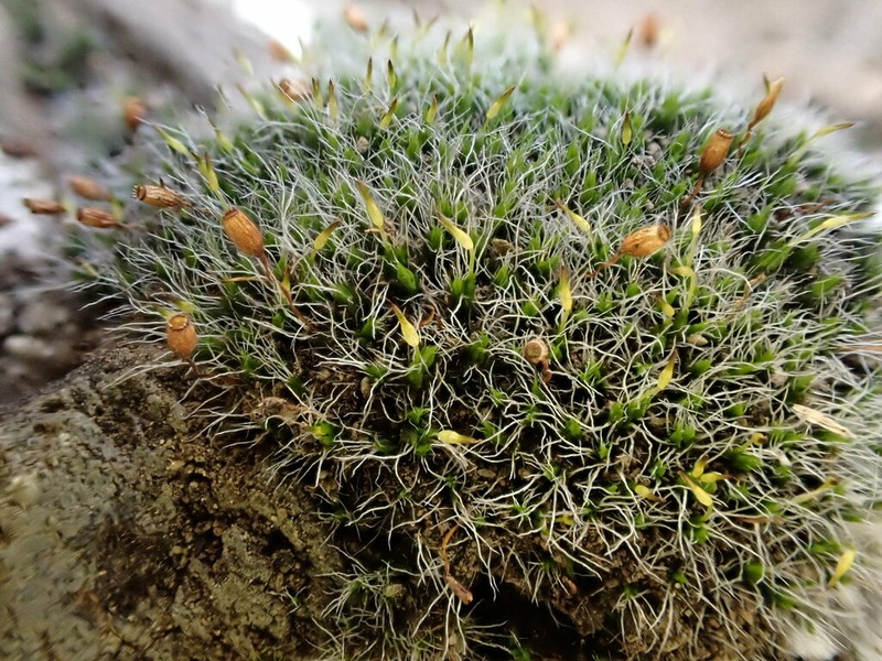 Oval Dry Rock Moss photo 4