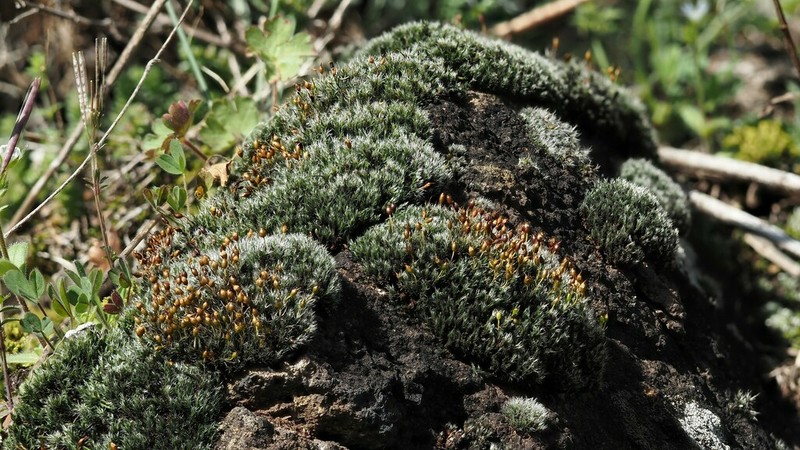 Oval Dry Rock Moss photo 5