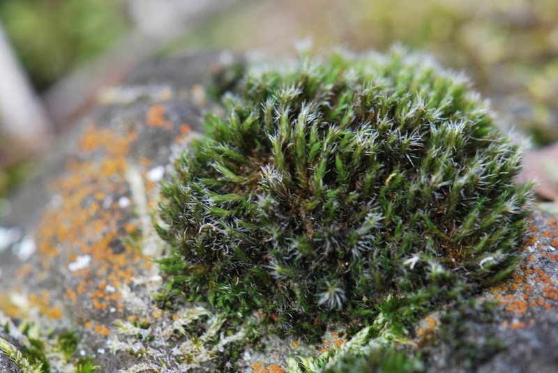 Oval Dry Rock Moss photo 6