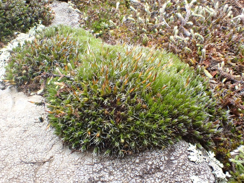 Oval Dry Rock Moss photo 7